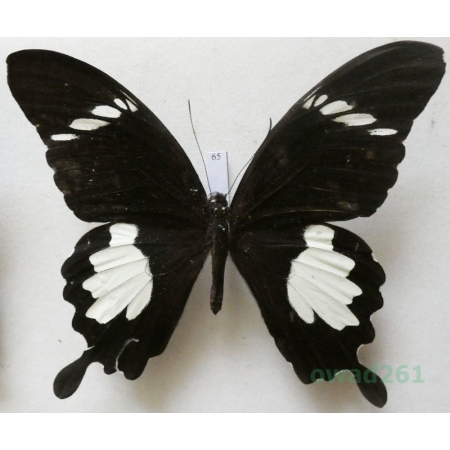 Papilio chaon Westwood, 1845 Indonesia, Java 97mm65